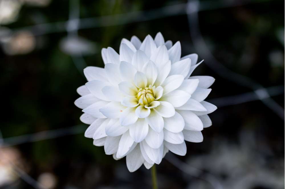 Dahlia 'Karma Maarten Zwaan'